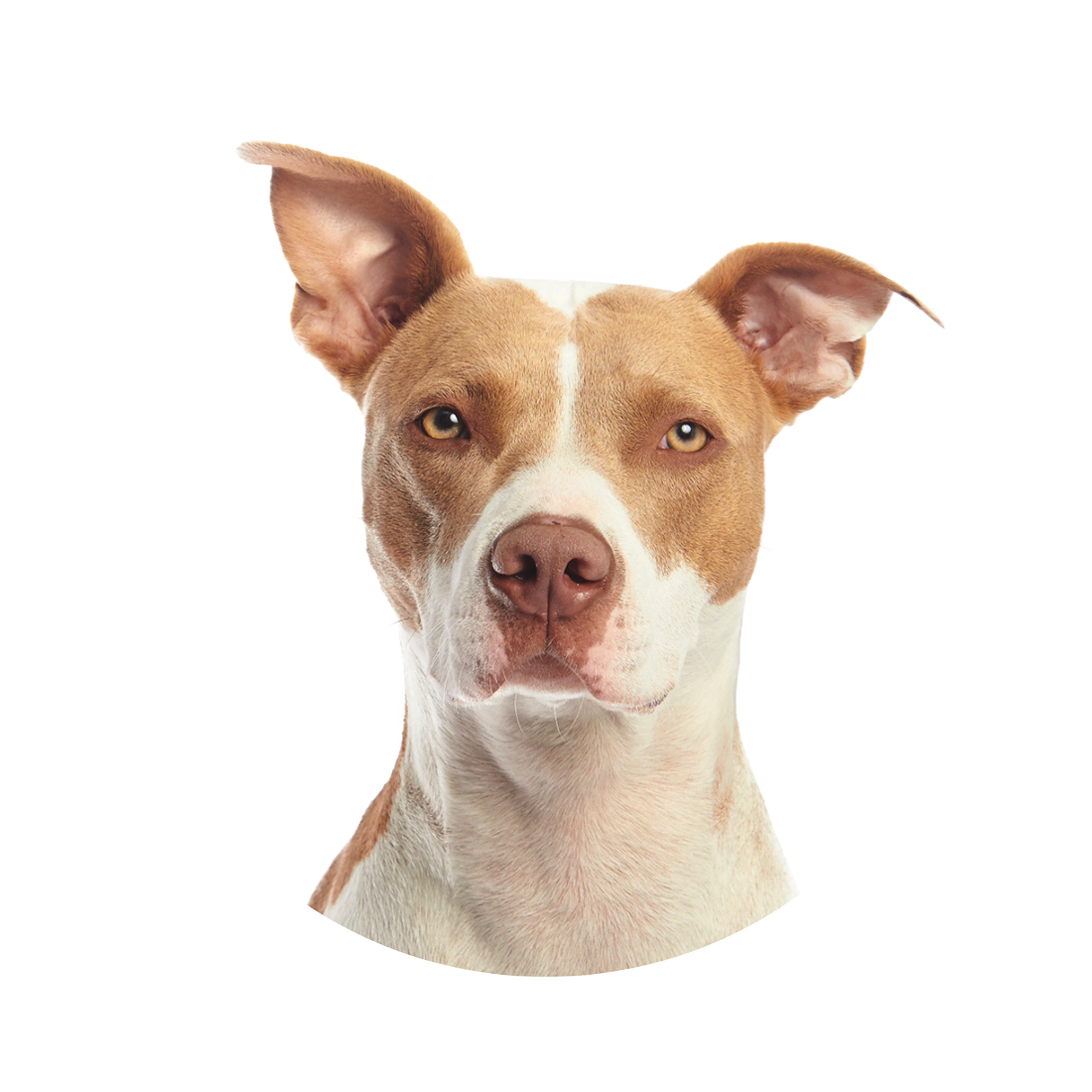 Happy dog at Precise Pet Clinic