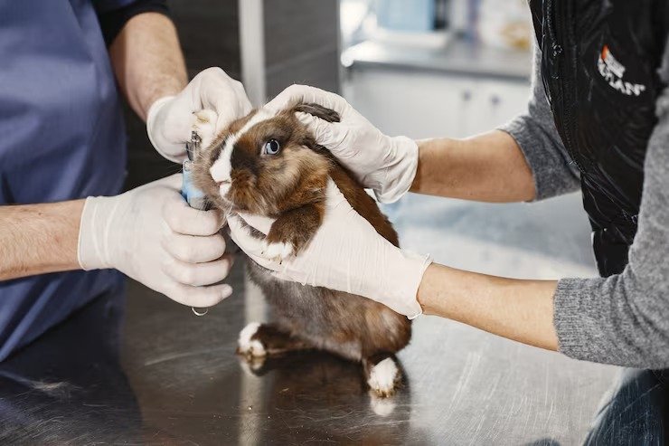 Small Animal Internal Medicine