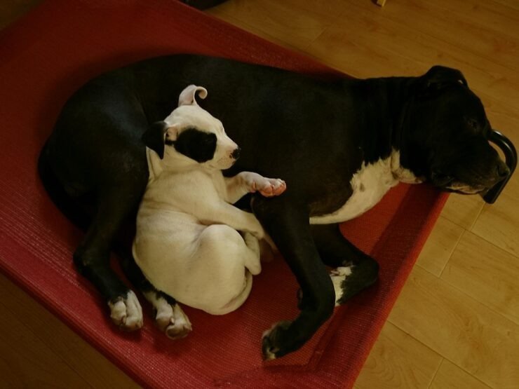 Dog Reproductive Services